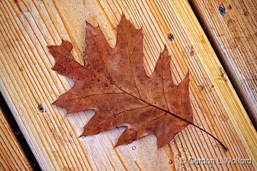 Fallen Leaf_01845-6.jpg - Photographed along the Rideau Canal Waterway at Smiths Falls, Ontario, Canada.